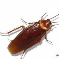 Trần Mạnh Cường